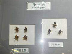 -上海昆虫博物馆