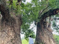 -杨家堂村