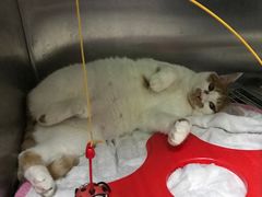 -惠康宠物医院(华能路店)