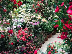 -双季花艺园艺市场(浦东店)