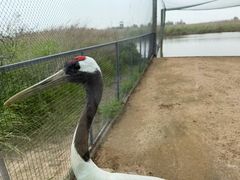 -盐城丹顶鹤湿地生态旅游区