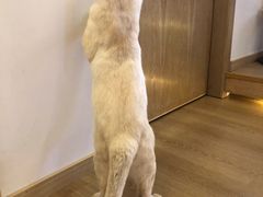 -猫腻·猫咖·撸猫馆(星光大道店)