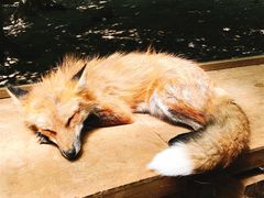 -宫城藏王狐狸村