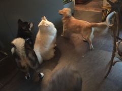 -百好乐宠物友好餐厅(朝外大街店)