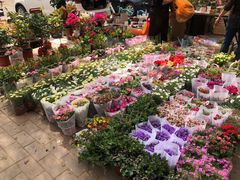 -宝鸡东道花鸟鱼虫市场(吉利花园商场店)