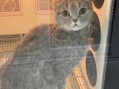 -叮叮猫咪生活馆