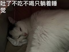 -乐琪宠物医院·犬猫专科·骨外科·急重症