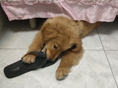 -A猫a狗全科·犬猫异宠·芥西宠物医院(南开总院)