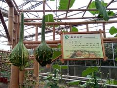 -上海都市菜园