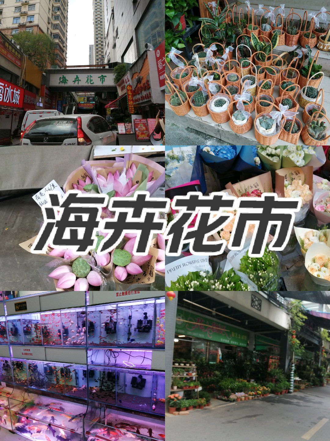 合肥花市首选——海卉花市