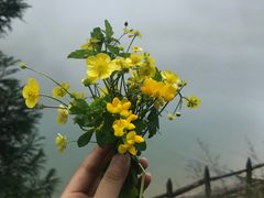 -武陵山森林公园