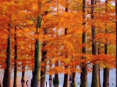 -白鹭湾湿地公园