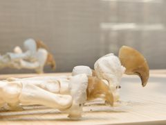 -广东中医药博物馆