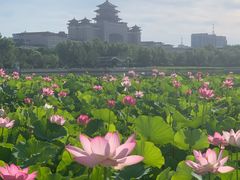 -莲花池公园
