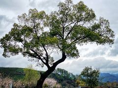 -龙坞茶村