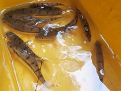 -江西阳明山国家森林公园