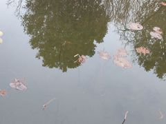-映月湖公园