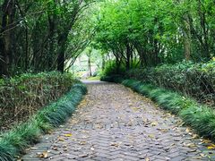 -吴淞炮台湾湿地森林公园烧烤区