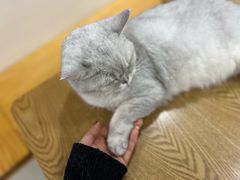 -李小姐の猫咖啡馆(五角场店)