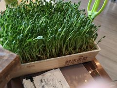 鲜活豌豆苗-七欣天(上海淮海路新尚广场店)