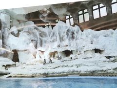 -帝企鹅自助餐厅•儿童岛•真企鹅(长隆企鹅酒店)