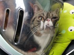 -荣耀金沙动物医院(清江西路店)