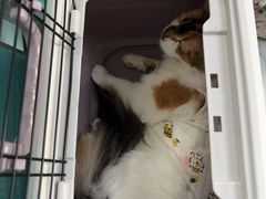 -嘉馨宠物医院·CT影像转诊·心脏科·犬猫全科诊疗中心(下沙大学城院区)