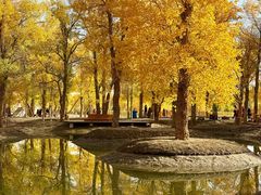 -金塔沙漠胡杨林景区