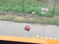 -上海野生动物园老虎餐厅