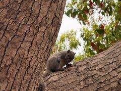 -西湖外事游船(湖滨二公园外事游船码头)