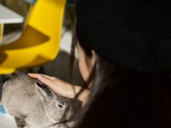 -RU DUCK柯尔鸭公社·撸鸭俱乐部·羊驼·小香猪