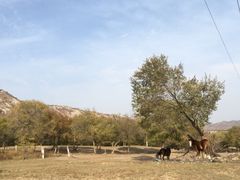 景点-西拉沐沦大峡谷园区