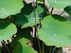 -莲花池公园