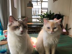 -喵喵咪呀布偶猫咖(春熙路店)