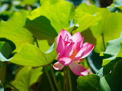 -莲花池公园