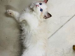 -momokira米努特·德文卷毛猫·棉花面纱犬