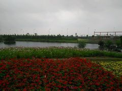 -杭州湾海上花田景区