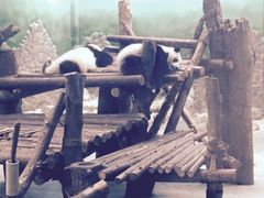 -成都大熊猫繁育研究基地