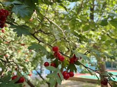 -中关村生命科学园