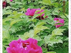 -洛阳市隋唐城遗址植物园