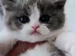 -Bastet sally猫舍购宠(静安店)