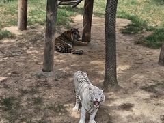 -西霞口神雕山野生动物世界