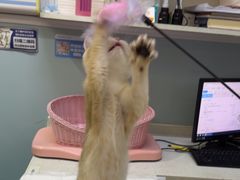 -纳吉亚猫专科动物医院·北北分院