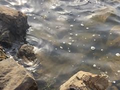 -丁香湖公园