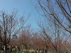 android_upload_pic-天适樱花悠乐园