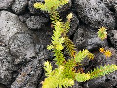 -夏威夷火山国家公园