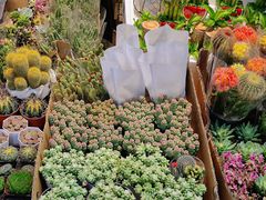 -循礼门鲜花花市(武汉循礼门店)