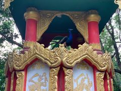 -瑞丽独树成林风景区