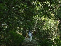 -天目山大树王景区
