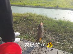 -洪湖家庭农场·团建·露营·会议